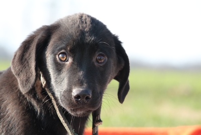 SAMMY, Mischling Welpen - Rüde