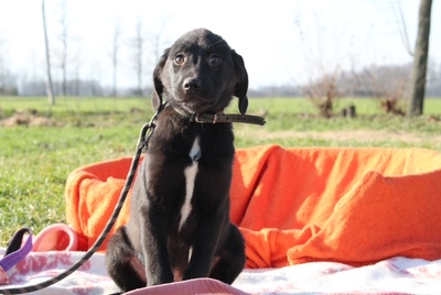 SAMMY, Mischling Welpen - Rüde