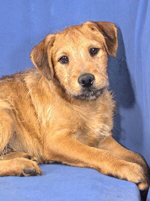 SAMUEL - sehr lieb und fröhlich, verschmust, lebhaft, neugierig, intelligent, katzenverträglich, Mischling Welpen - Rüde