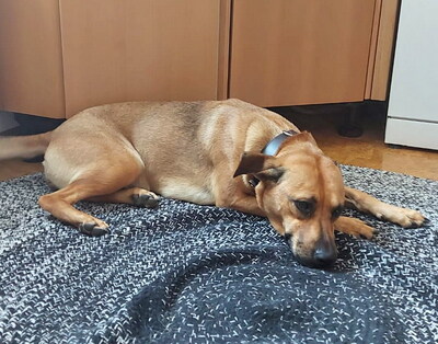 SANDY - SUCHT DRINGEND EIN NEUES ZUHAUSE!!!!! sehr liebesbedürftig, eher ruhiges Wesen, sehr kinderfreundlich, aufmerksam, vorsichtig bei fremden Menschen, Mischling - Betreuungsplatz NÖ - Hündin