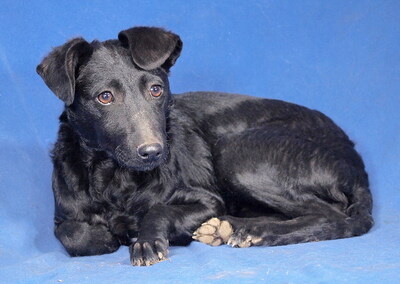 SANDY - sehr lieb und anhänglich, verschmust, lebhaft, gelehrig, neugierig, katzenverträglich, anfangs etwas ängstlich, Mischling - Hündin