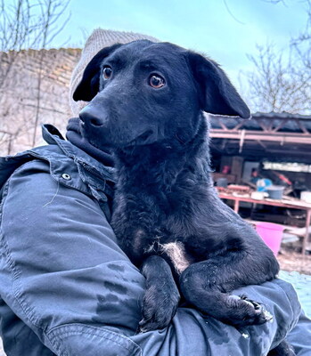 SANDY - sehr lieb und anhänglich, verschmust, lebhaft, gelehrig, neugierig, katzenverträglich, anfangs etwas ängstlich, Mischling - Hündin