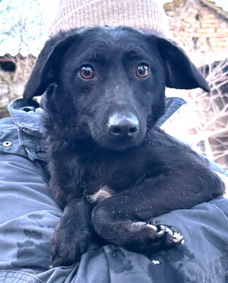 SANDY - sehr lieb und anhänglich, verschmust, lebhaft, gelehrig, neugierig, katzenverträglich, anfangs etwas ängstlich
