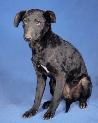 SANDY - sehr lieb und anhänglich, verschmust, lebhaft, gelehrig, neugierig, katzenverträglich, anfangs etwas ängstlich, Mischling (Video auf HP) - Hündin