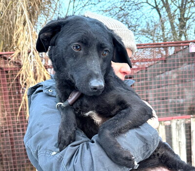 SANDY - sehr lieb und anhänglich, verschmust, lebhaft, gelehrig, neugierig, katzenverträglich, anfangs etwas ängstlich, Mischling (Video auf HP) - Hündin