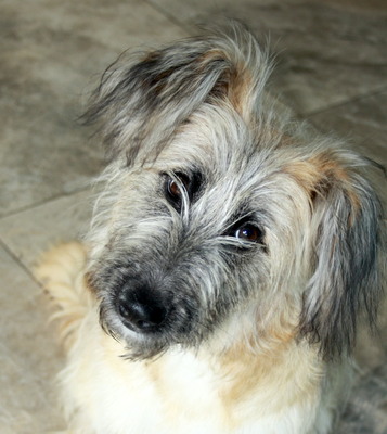 SANTA, Mischling - Hündin