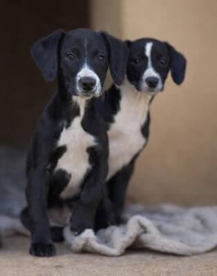 SANTO, Mischling Welpen - Rüde