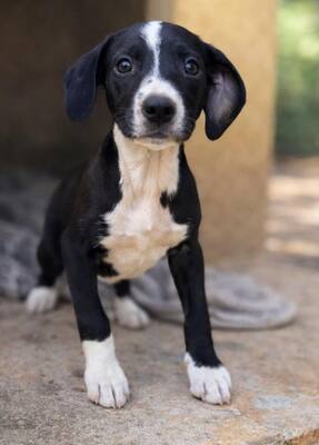 SANTO, Mischling Welpen - Rüde