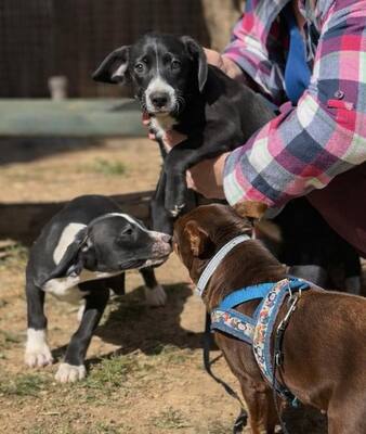 SANTO, Mischling Welpen - Rüde