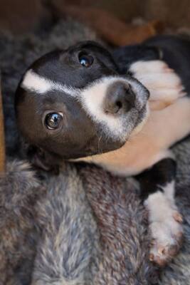 SANTO, Mischling Welpen - Rüde