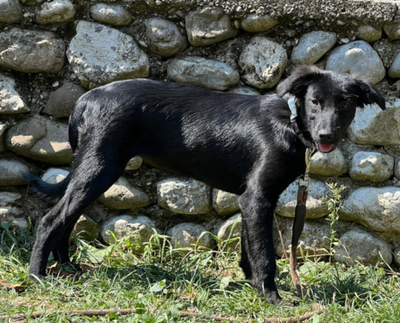 SARAH - Black Beauty sucht IHRE Menschen, SARAH - Black Beauty sucht IHRE Menschen Welpen - Hündin