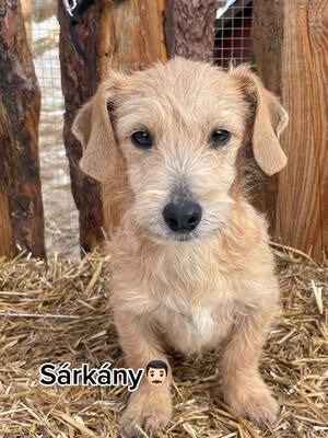 SARKANY - Dackel-Mischling, 5 Monate alt, Dackel-Mischling Welpen - Rüde