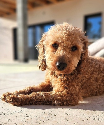 SASHA, Zwergpudel - Hündin