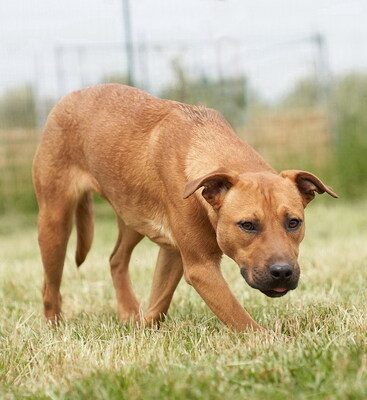 SASSY - R E S E R V I E R T !!!!! liebt ihre Bezugspersonen über alles, lebhaft, neugierig, intelligent, anfangs schüchtern, Mischling - Hündin