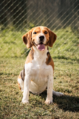 SAWYER  - zutraulich und anhänglich gegenüber Bekannten, gegenüber Unbekannten und in Stresssituationen unsicher, bewegungsfreudig, liebt Spaziergänge