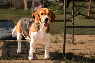 SAWYER - zutraulich und anhänglich gegenüber Bekannten, gegenüber Unbekannten und in Stresssituationen unsicher, bewegungsfreudig, liebt Spaziergänge, Beagle (Video-Link vorhanden) - Rüde