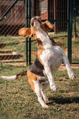 SAWYER - zutraulich und anhänglich gegenüber Bekannten, gegenüber Unbekannten und in Stresssituationen unsicher, bewegungsfreudig, liebt Spaziergänge, Beagle (Video-Link vorhanden) - Rüde