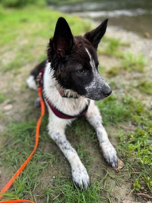 SAYEN, Huskymix - Hündin