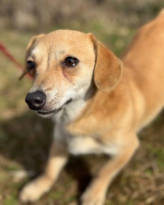 SCARLETT - kleines Kämpferherz sucht Zuhause🫶, Chihuahua–Dackel-Mischling - Hündin