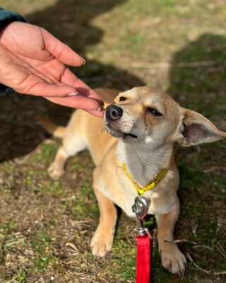 SCARLETT - kleines Kämpferherz sucht Zuhause🫶, Chihuahua–Dackel-Mischling - Hündin