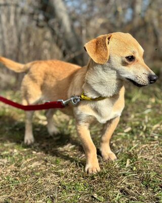 SCARLETT - kleines Kämpferherz sucht Zuhause🫶, Chihuahua–Dackel-Mischling - Hündin