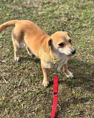 SCARLETT - kleines Kämpferherz sucht Zuhause🫶, Chihuahua–Dackel-Mischling - Hündin