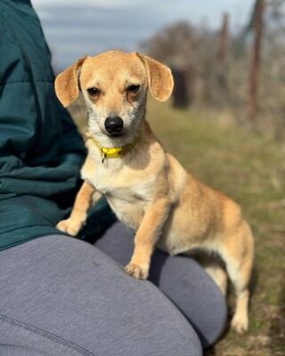 SCARLETT - kleines Kämpferherz sucht Zuhause🫶