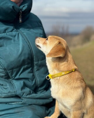 SCARLETT - kleines Kämpferherz sucht Zuhause🫶, Chihuahua–Dackel-Mix - Hündin