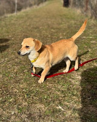 SCARLETT - kleines Kämpferherz sucht Zuhause🫶, Chihuahua–Dackel-Mix - Hündin