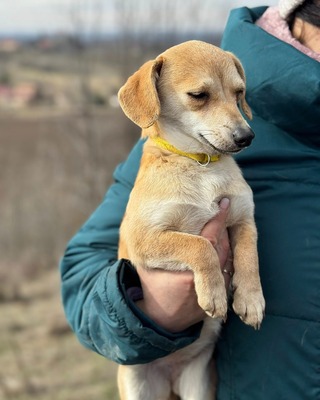 SCARLETT - kleines Kämpferherz sucht Zuhause🫶, Chihuahua–Dackel-Mix - Hündin