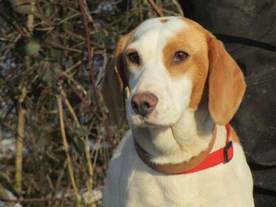 SCHANA in Oberösterreich, Mischling - Hündin