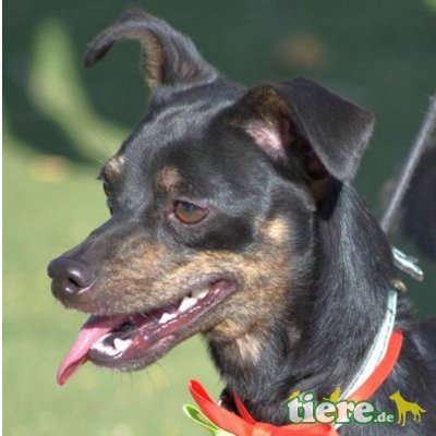 SCHORSCHI - Linares, Pinschermischling - kastriert - Rüde