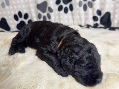 SCHWARZE TERRIER WELPEN MIT STAMMBAUM, Russischer Schwarzer Terrier Welpen - Rüde