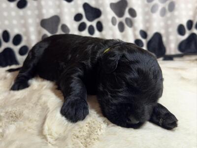 SCHWARZE TERRIER WELPEN MIT STAMMBAUM, Russischer Schwarzer Terrier Welpen - Rüde