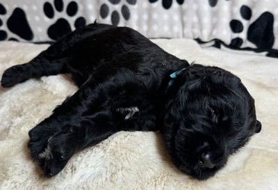 SCHWARZE TERRIER WELPEN MIT STAMMBAUM, Russischer Schwarzer Terrier Welpen - Rüde