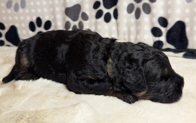 SCHWARZE TERRIER WELPEN MIT STAMMBAUM, Russischer Schwarzer Terrier Welpen - Rüde