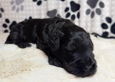 SCHWARZE TERRIER WELPEN MIT STAMMBAUM, Russischer Schwarzer Terrier Welpen - Rüde