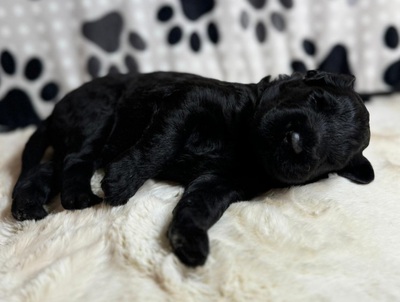 SCHWARZE TERRIER WELPEN MIT STAMMBAUM, Russischer Schwarzer Terrier Welpen - Rüde