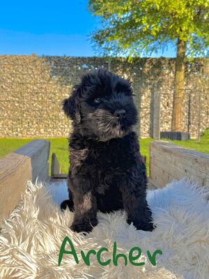 SCHWARZE TERRIER WELPEN MIT STAMMBAUM, Russischer Schwarzer Terrier Welpen - Rüde