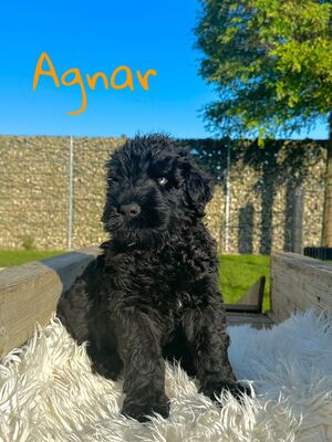 SCHWARZE TERRIER WELPEN MIT STAMMBAUM, Russischer Schwarzer Terrier Welpen - Rüde