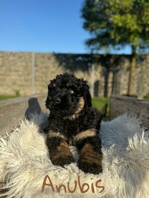 SCHWARZE TERRIER WELPEN MIT STAMMBAUM, Russischer Schwarzer Terrier Welpen - Rüde