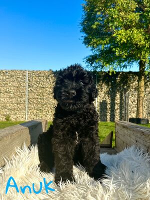 SCHWARZE TERRIER WELPEN MIT STAMMBAUM, Russischer Schwarzer Terrier Welpen - Rüde