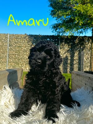 SCHWARZE TERRIER WELPEN MIT STAMMBAUM, Russischer Schwarzer Terrier Welpen - Rüde