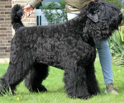 SCHWARZE TERRIER WELPEN MIT STAMMBAUM, Russischer Schwarzer Terrier Welpen - Rüde