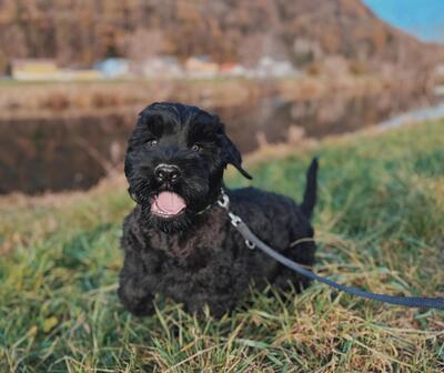 SCHWARZE TERRIER WELPEN MIT STAMMBAUM, Russischer Schwarzer Terrier Welpen - Rüde