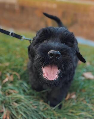 SCHWARZE TERRIER WELPEN MIT STAMMBAUM, Russischer Schwarzer Terrier Welpen - Rüde