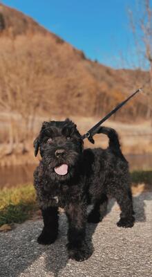 SCHWARZE TERRIER WELPEN MIT STAMMBAUM, Russischer Schwarzer Terrier Welpen - Rüde