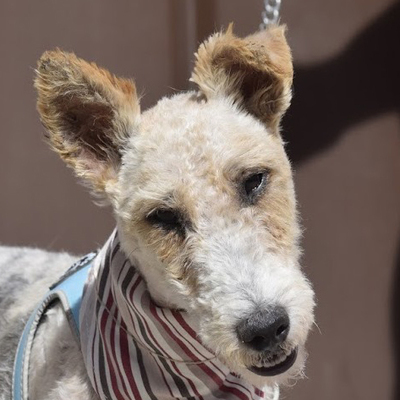 SCOFFY - Ubeda - Notfall - Leishmaniose positiv!!!, Fox Terrier - unkastriert - Rüde