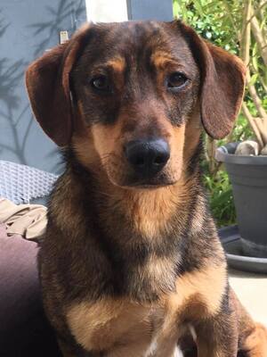 SCOTT Scotty, Dackelmix - Rüde