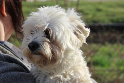 SCOTTY, Maltesermix - Rüde